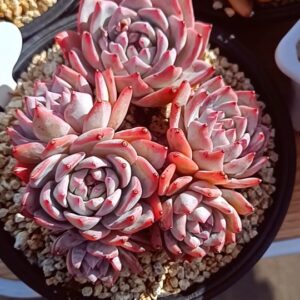 Echeveria Bluebird cluster 6 têtes