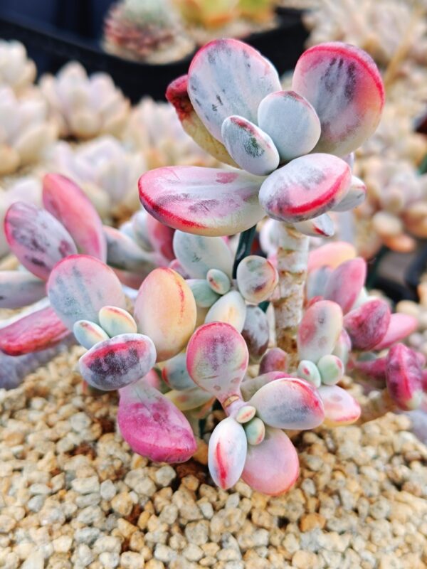Cotyledon Orbiculata CV Variegata XL – Image 3