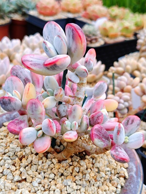 Cotyledon Orbiculata CV Variegata XL – Image 4