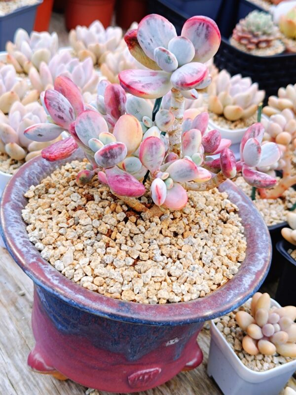 Cotyledon Orbiculata CV Variegata XL – Image 5
