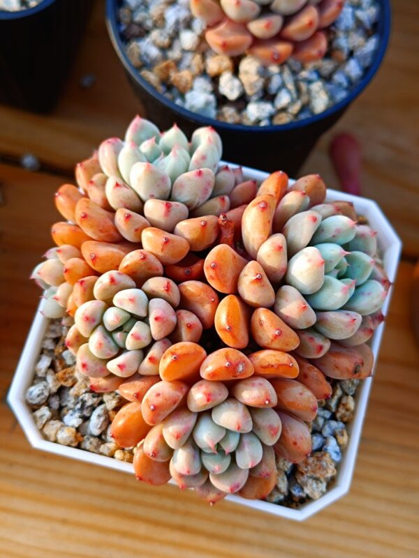 Graptoveria Snow Peach Cluster