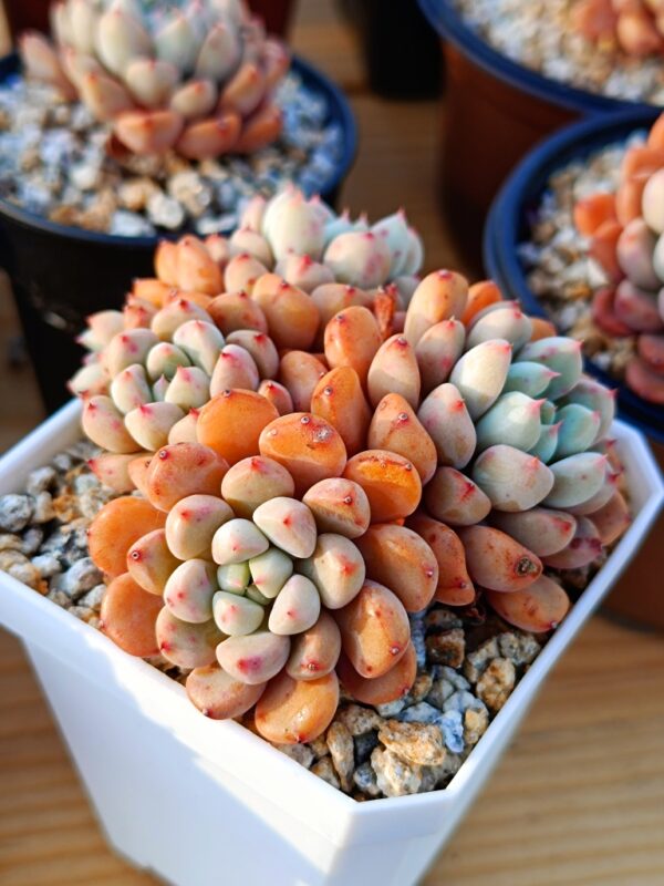 Graptoveria Snow Peach Cluster – Image 2
