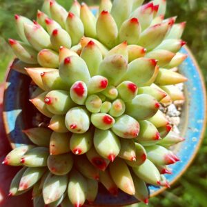 Pachyphytum Yanzi cluster