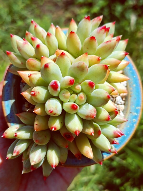 Pachyphytum Yanzi cluster