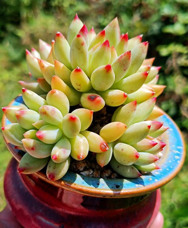 Pachyphytum Yanzi cluster – Image 2
