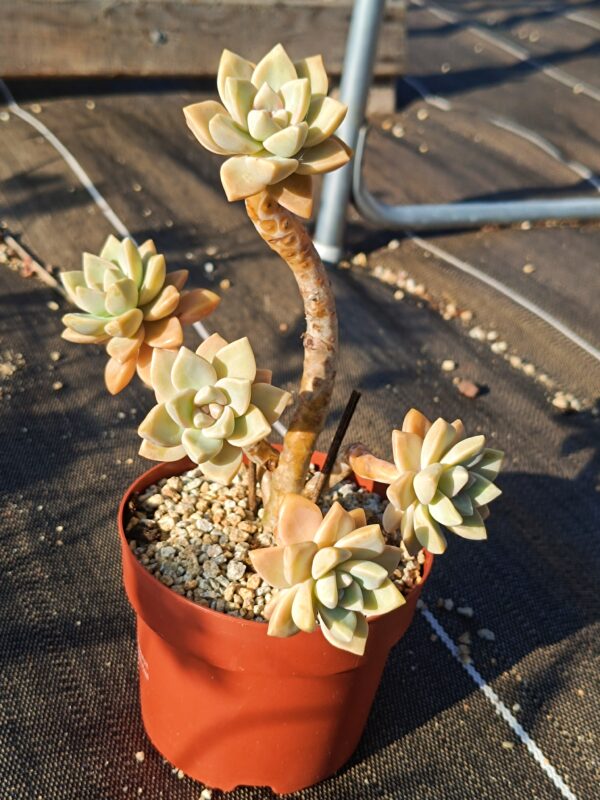 Graptoveria Victor Kane cluster