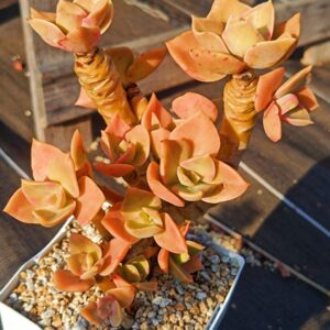Echeveria Derex cluster vieux tronc