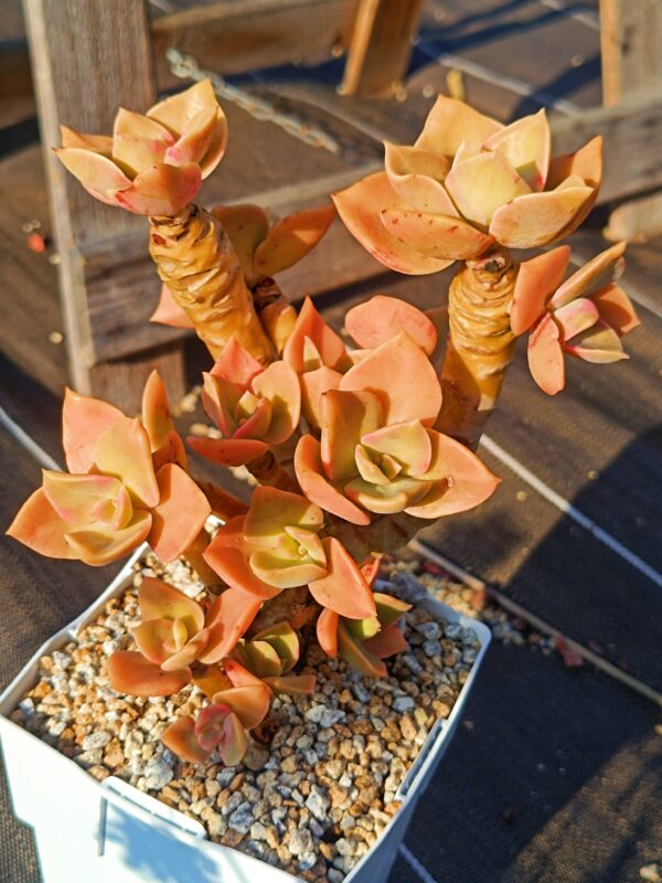 Echeveria Derex cluster vieux tronc