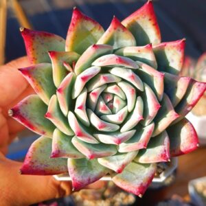 Echeveria Purple Colorata