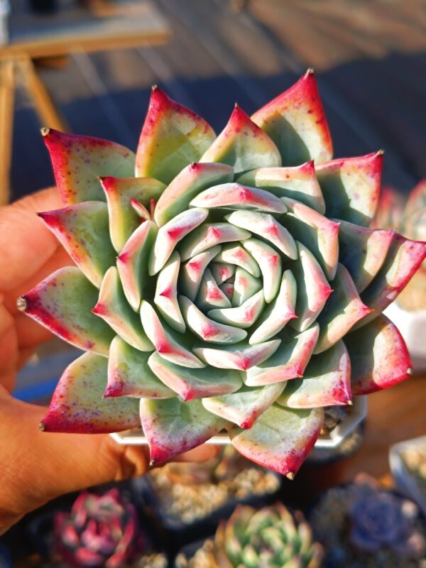 Echeveria Purple Colorata