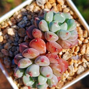 Graptoveria Snow Peach double tête