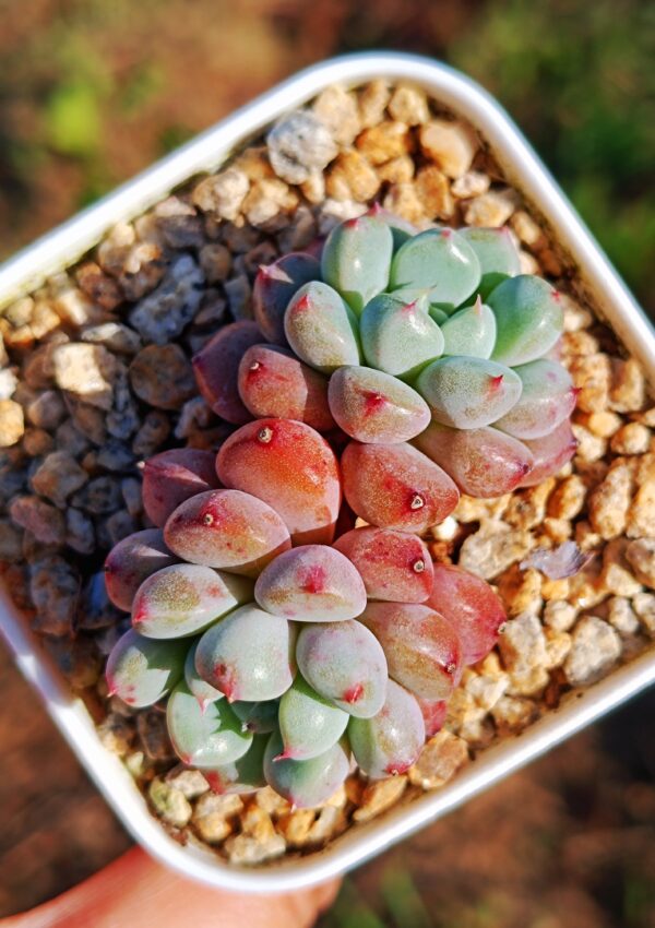Graptoveria Snow Peach double tête