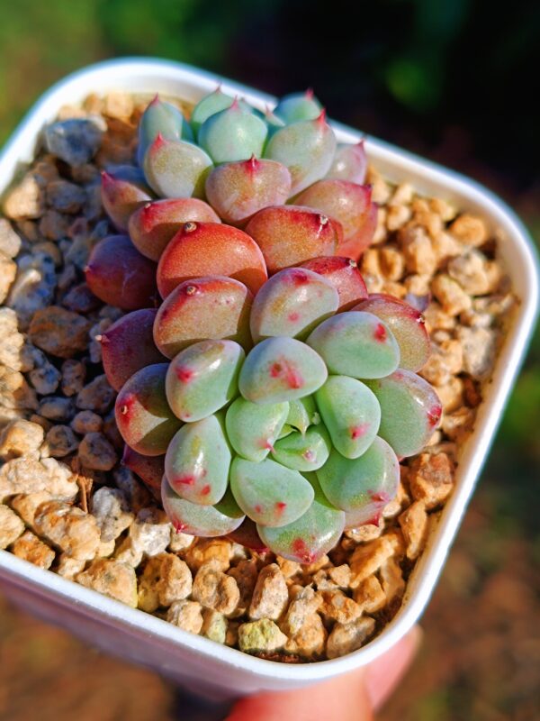 Graptoveria Snow Peach double tête – Image 3