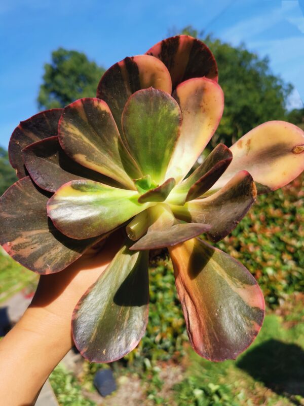 Echeveria Primadonna variegata XL – Image 3