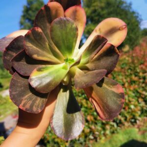 Echeveria Primadonna variegata XL