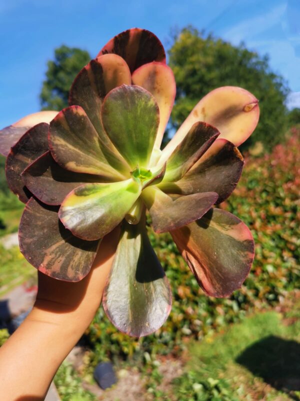 Echeveria Primadonna variegata XL