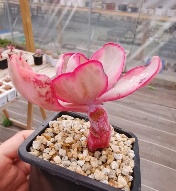 Echeveria Pink Angel variegata / Blue Rose variegata – Image 2