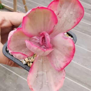 Echeveria Pink Angel variegata / Blue Rose variegata