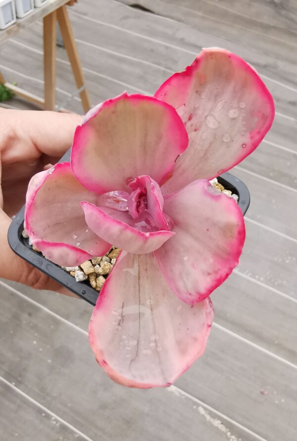 Echeveria Pink Angel variegata / Blue Rose variegata