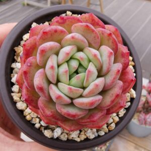 Echeveria Golden Sparrow
