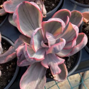 Echeveria Pink Angel variegata / Blue Rose variegata L