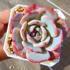 Echeveria Tiffany Blue