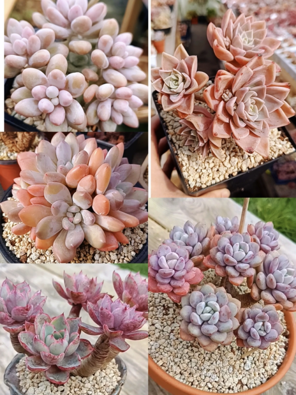 Mix plantes