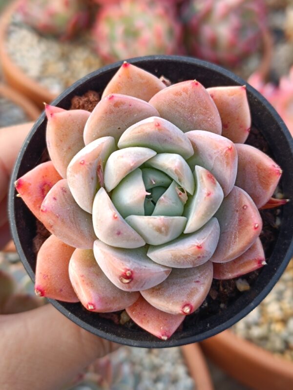 Echeveria Elegans Alba