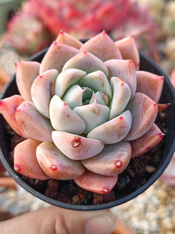 Echeveria Elegans Alba – Image 2