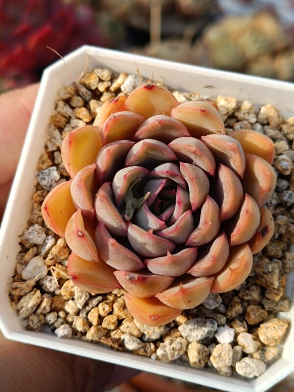 Echeveria Orion