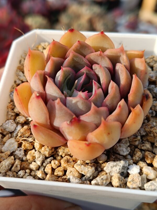 Echeveria Orion – Image 2
