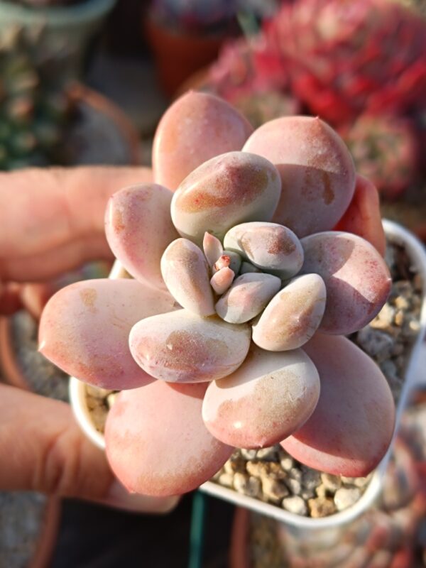 Pachyphytum Pink Water Drops
