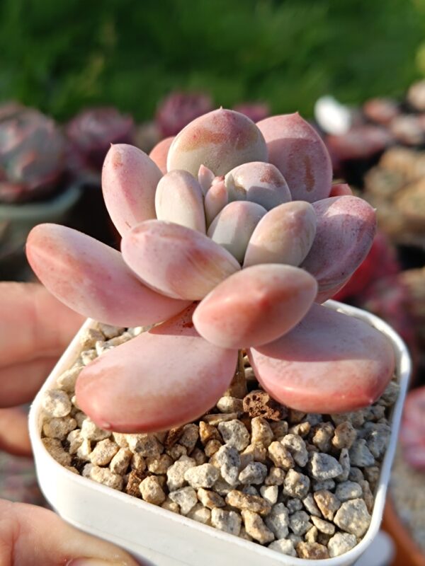 Pachyphytum Pink Water Drops – Image 3