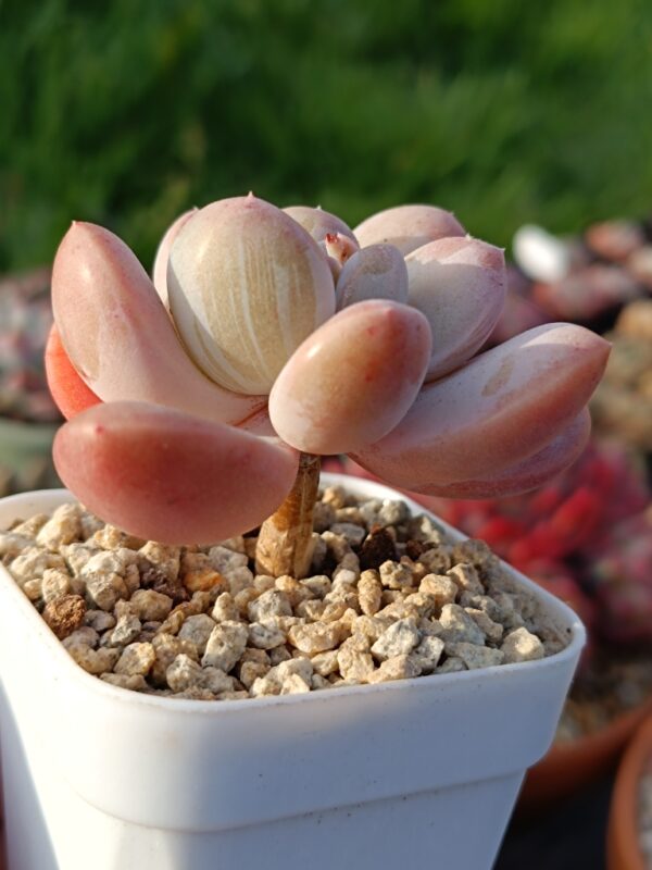 Pachyphytum Pink Water Drops – Image 2