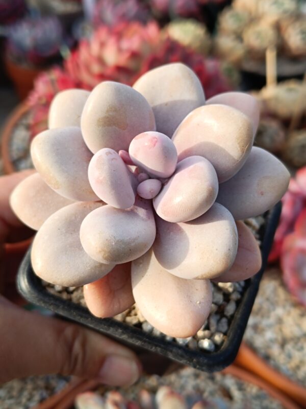 Pachyphytum Blue Haze – Image 2