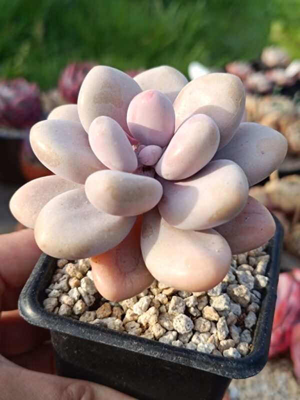 Pachyphytum Blue Haze