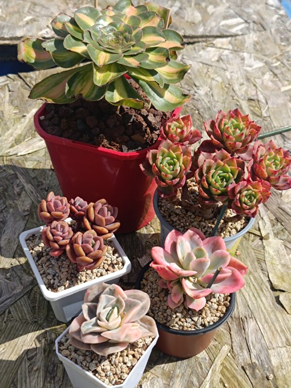 Mix plantes