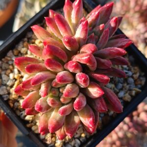 Pachyphytum YuMeiRen double tête