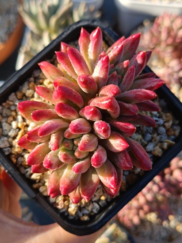 Pachyphytum YuMeiRen double tête