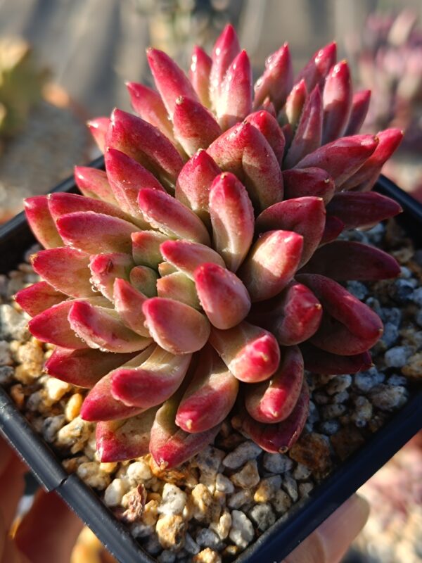 Pachyphytum YuMeiRen double tête – Image 2