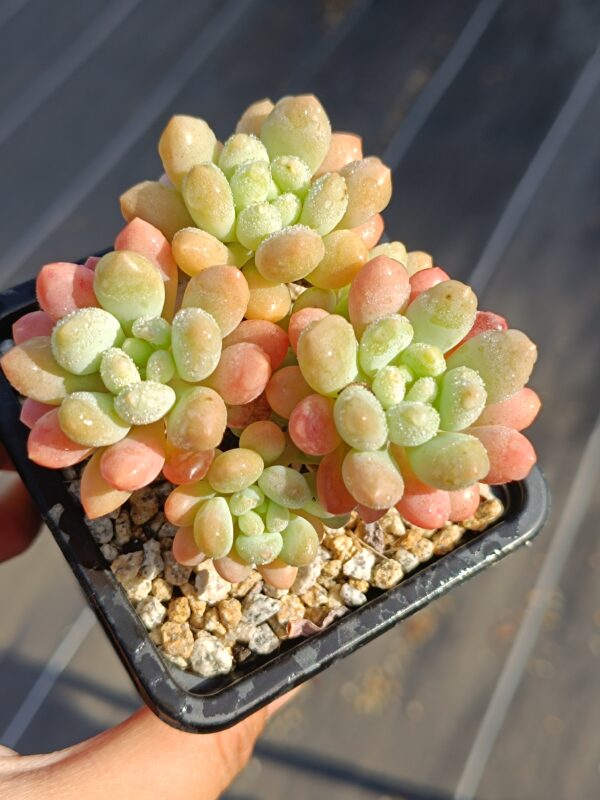Graptosedum Daphne / Caviar S – Image 3