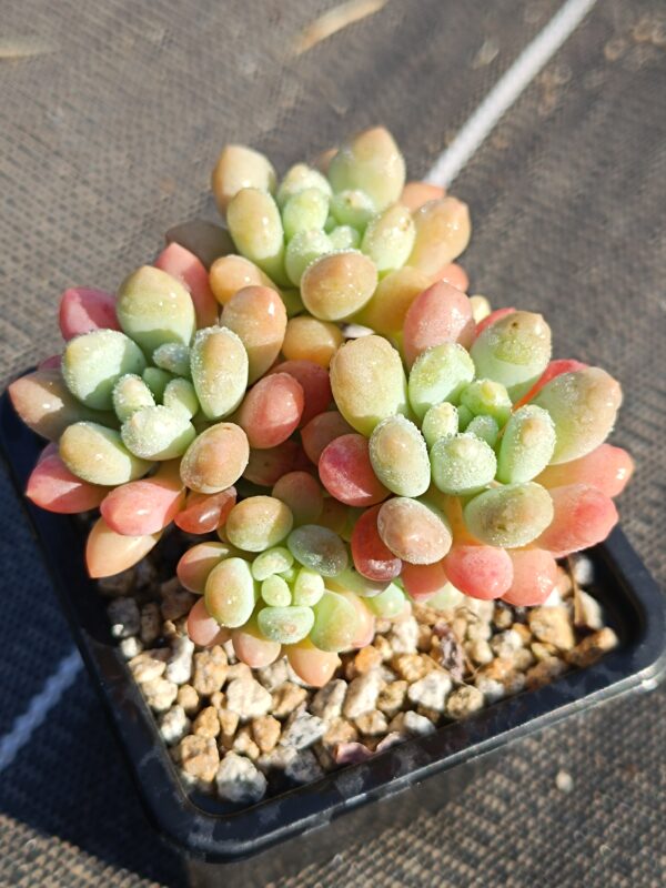 Graptosedum Daphne / Caviar S – Image 2