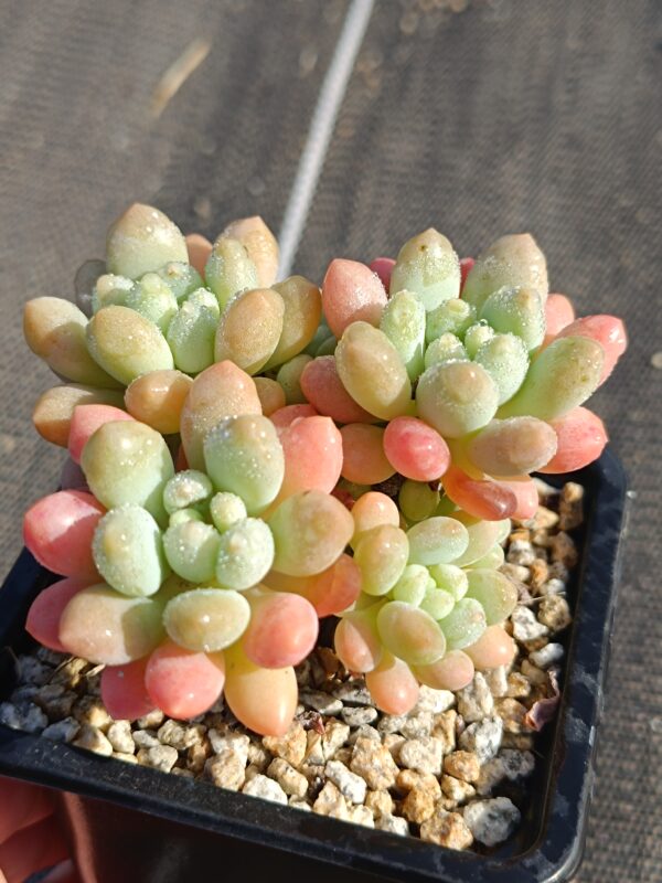 Graptosedum Daphne / Caviar S