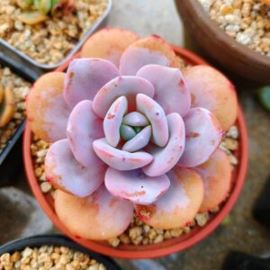 Echeveria Cream Tea