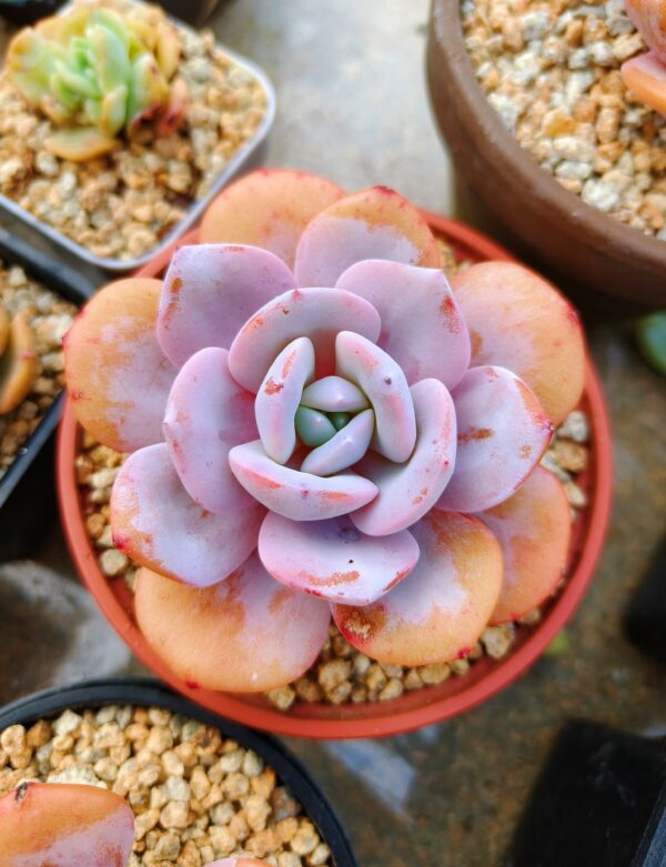 Echeveria Cream Tea