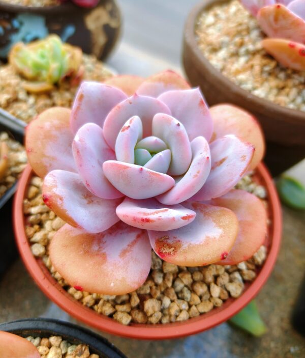 Echeveria Cream Tea – Image 2