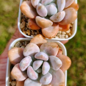 Graptoveria Opalina variegata