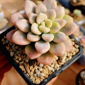 Graptosedum Red Miul variegata