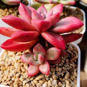 xPachyveria Hephaestus L avec bébé