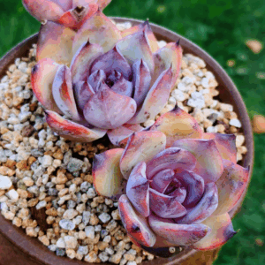 Echeveria Purple Dan cluster